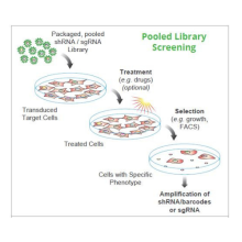 Genetic Screening